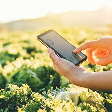 Farmer checking touchpad in Nappa cabbage Fram in summer