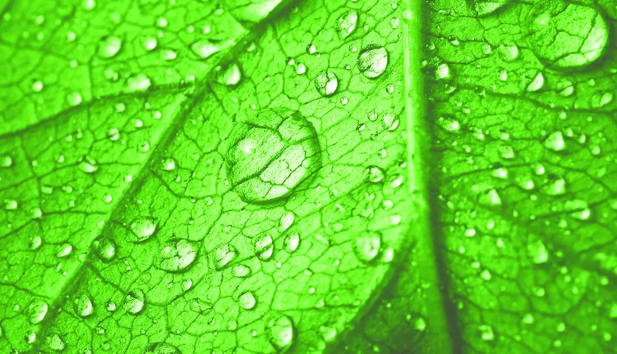 Water droplets on leaf