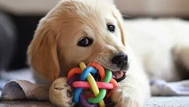 Golden retriever puppy chewing on toy